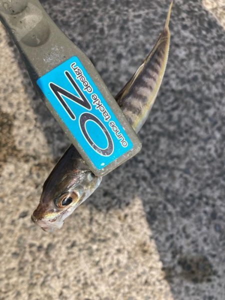 朝の投げサビキでアジ狙い