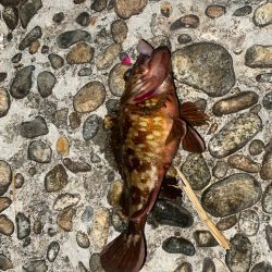 ランカーシーバスをゲット