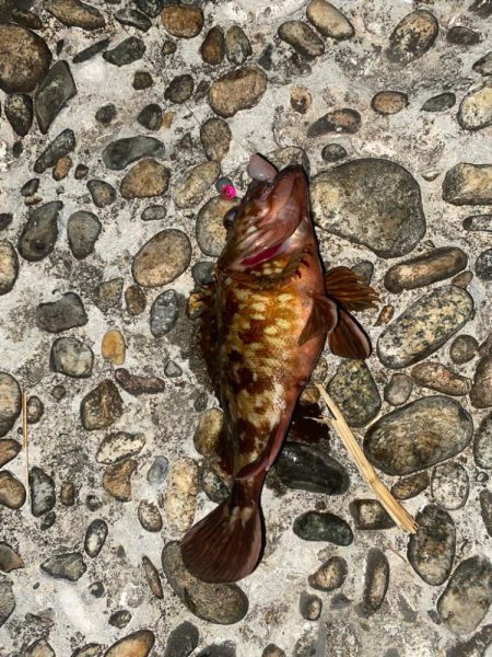 ランカーシーバスをゲット