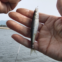 少し季節遅れのホンモロコ釣り