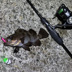 姫路メバリング｜渋いなりにアタリは多かった