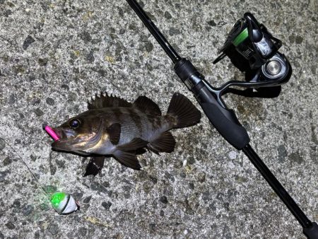 姫路メバリング｜渋いなりにアタリは多かった