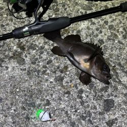 姫路メバリング｜短い時合いに好反応！