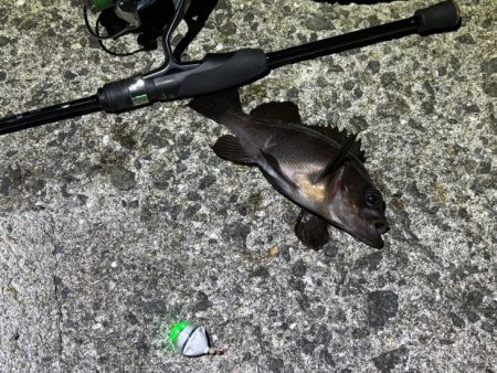 姫路メバリング｜短い時合いに好反応！