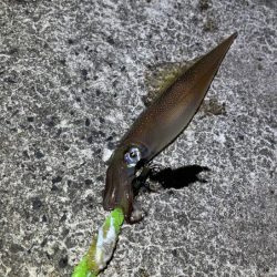 ヤリイカの群れ入り待ちが長い！