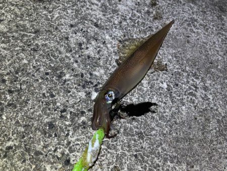 ヤリイカの群れ入り待ちが長い！