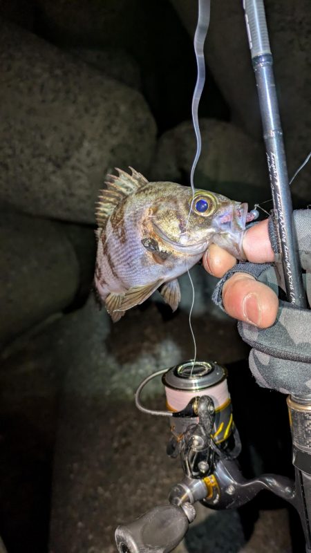 花冷えメバリング