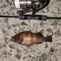 爆風メバリングのちガシリング