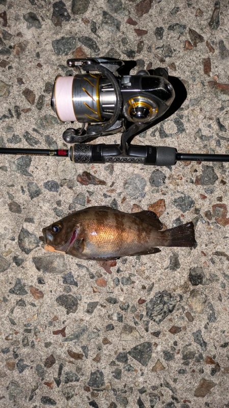 爆風メバリングのちガシリング