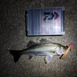 久しぶりにフッコ