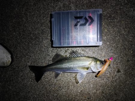 久しぶりにフッコ