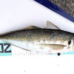 今シーズン初。