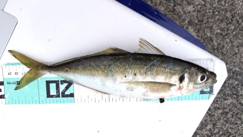 今シーズン初。