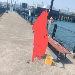 シーバス祭り？