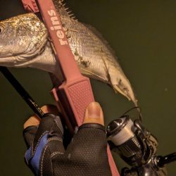 福田漁港ナイトライトゲーム