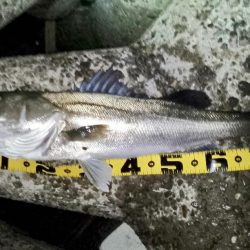 ランカーキャッチ♪