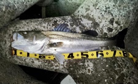 ランカーキャッチ♪