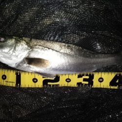 マニックスローが効いた？