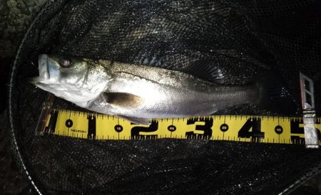 マニックスローが効いた？