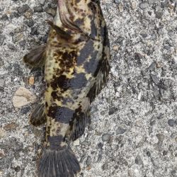 アジ探し@下津周辺