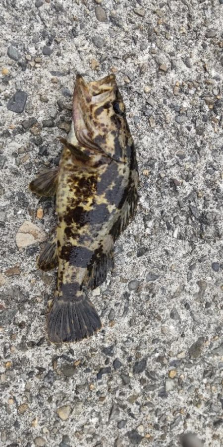 アジ探し@下津周辺