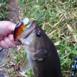 春のクランキン！