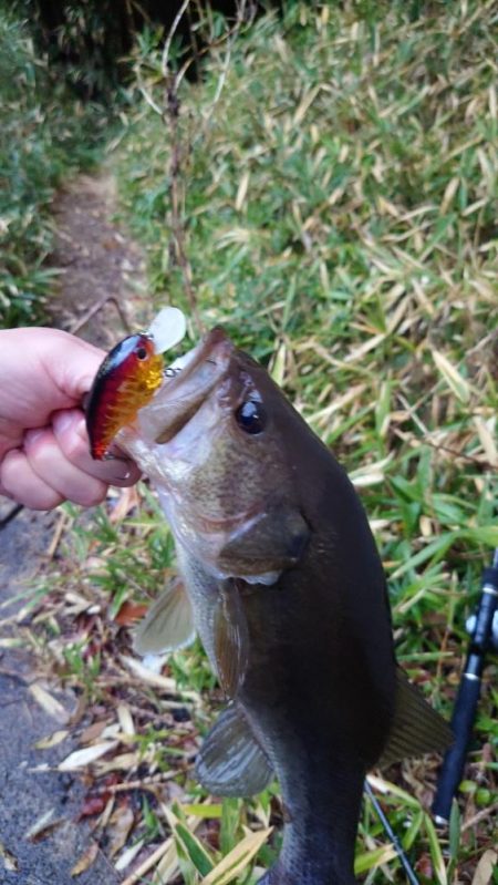 春のクランキン！