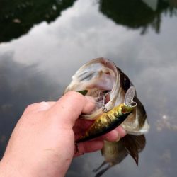 ジャークベイト