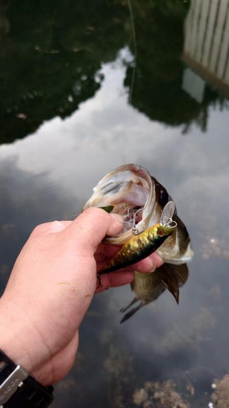 ジャークベイト