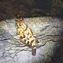 メバル見つけられず