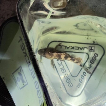 新しいロッドで初釣行☆