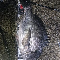 雨降れど水も滴る良いおチヌ