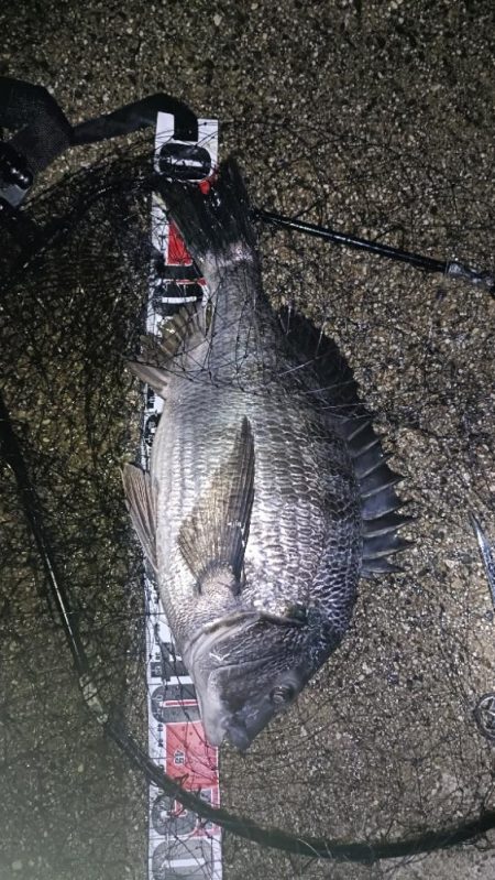 雨降れど水も滴る良いおチヌ