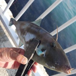 カゴ釣り 2 (嬉しいゲスト)