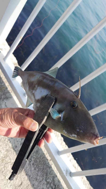 カゴ釣り 2 (嬉しいゲスト)