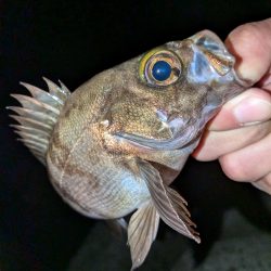 メバル＆シーバス