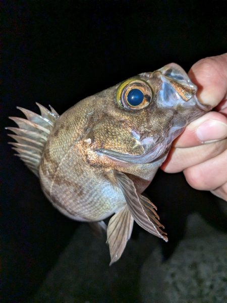 メバル＆シーバス