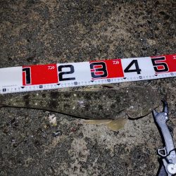 マゴチに助けられた。