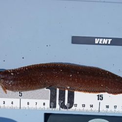 ちょい穴釣り〜大磯〜