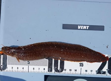 ちょい穴釣り〜大磯〜