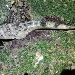 シーバスあかんかったけど満足