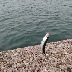 小サバ、メバル