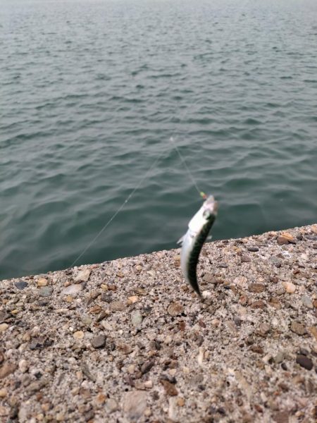 小サバ、メバル