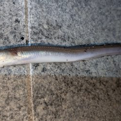 ぶっこんでアナゴ