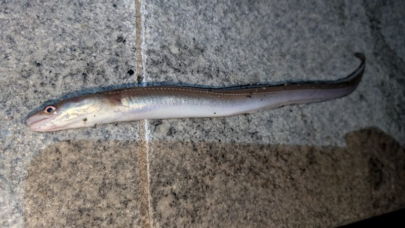 ぶっこんでアナゴ