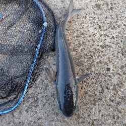 25アルテグラ入魂