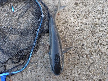 25アルテグラ入魂