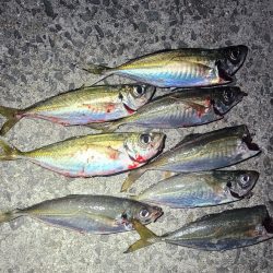 夜のアジ釣り