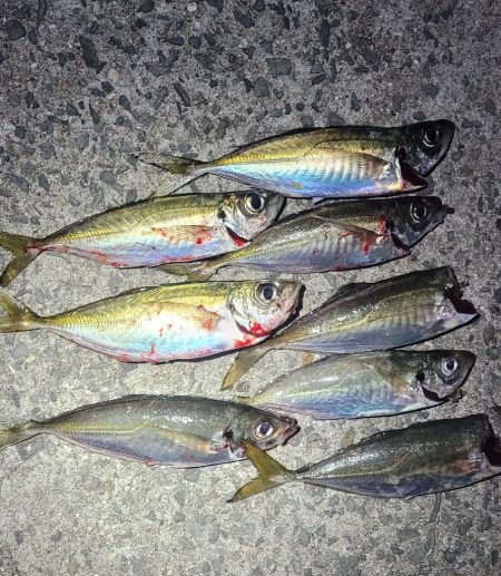 夜のアジ釣り