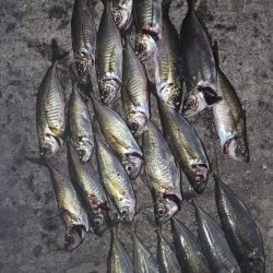 アジングっぽいこと